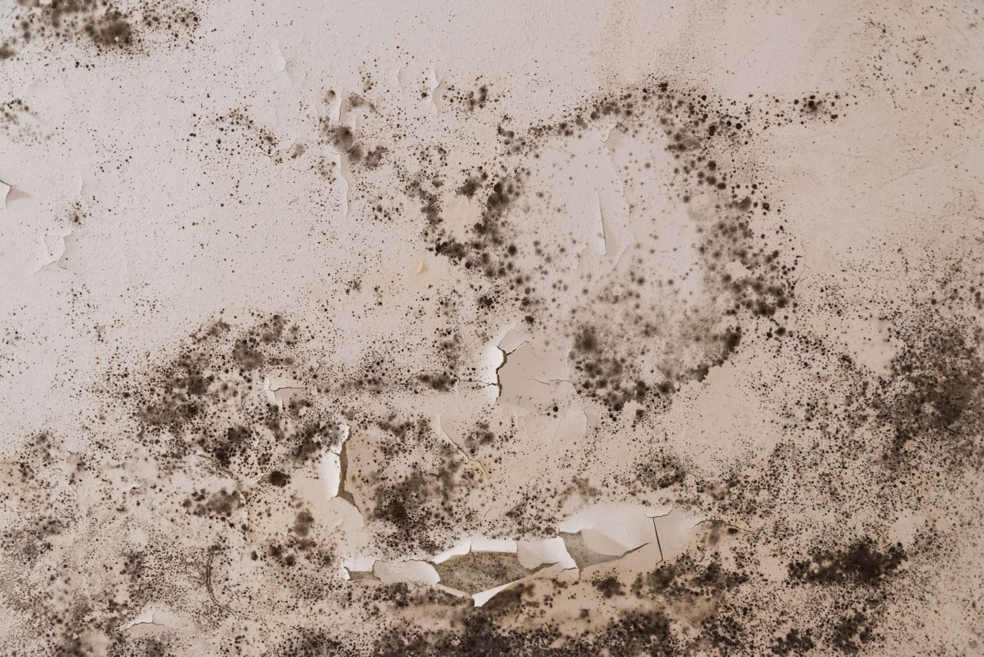 Water-damaged room after flooding requiring immediate mould prevention measures