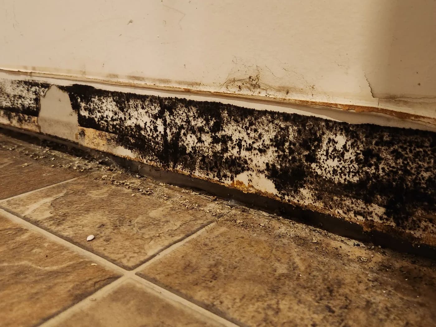 Black mould growth spreading along a baseboard above tile flooring, the result of undetected moisture at the base of the wall.