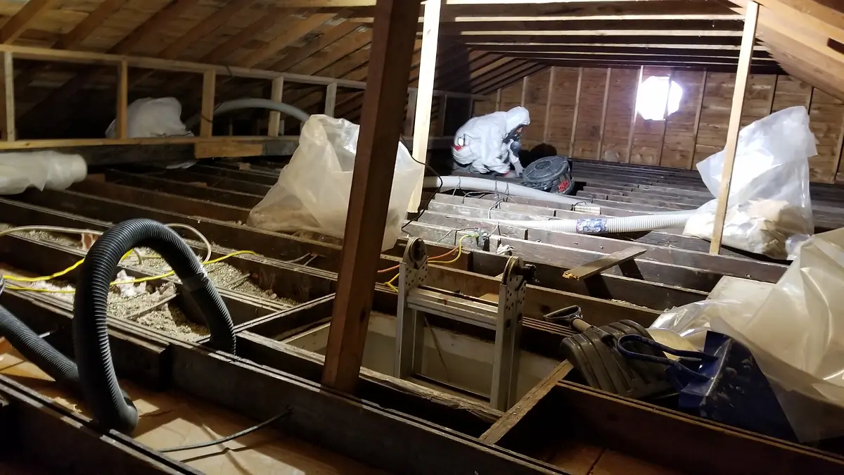 Loose vermiculite insulation in a Winnipeg attic before removal