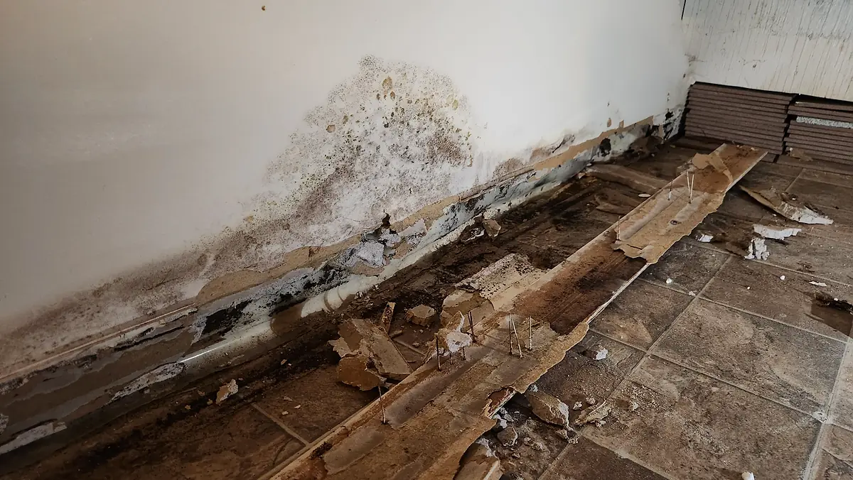 Water-damaged subfloor and framing with mould before remediation