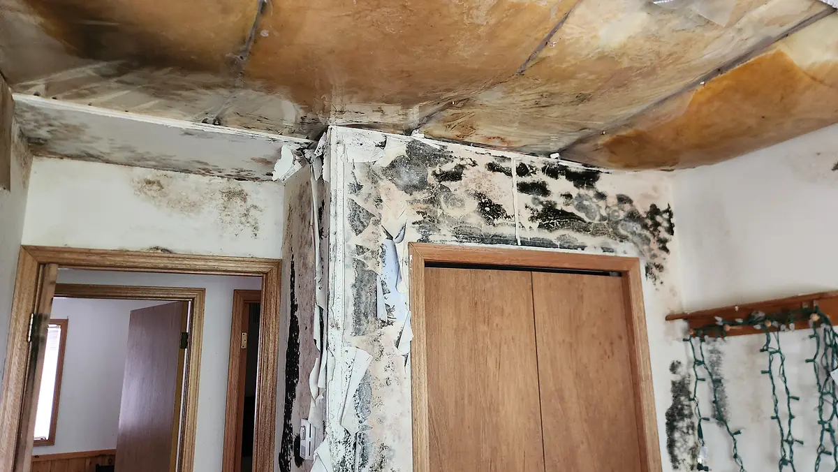 Mould damage exposed around a doorway before remediation